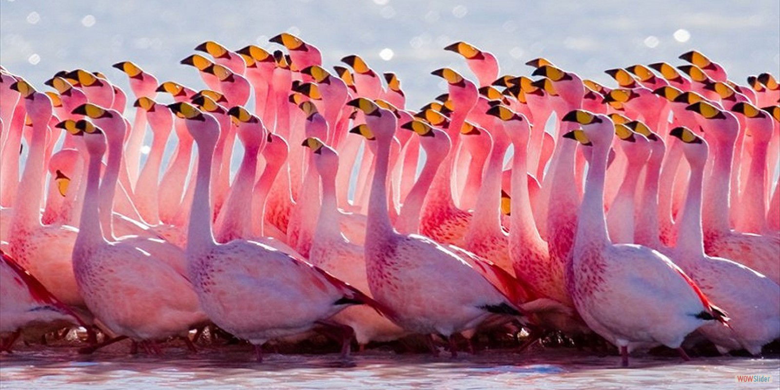 LAKE NAKURU - FLAMINGO
