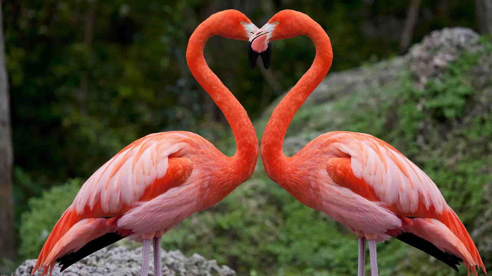 LAKE NAKURU - FLAMINGO